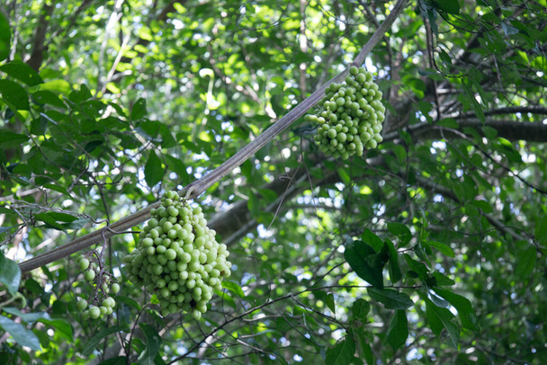 Luonnonvaraiset rypäleet. Joukko luonnonvaraisia rypäleiden hedelmiä (Ampelocissus martinii Planch) raaka vihreä roikkuu muratti viiniköynnöksen Kaakkois-Aasian metsässä luonnonvaloa vihreällä lehtien taustalla kopiotilaa. valikoiva kohdentaminen - Valokuva, kuva