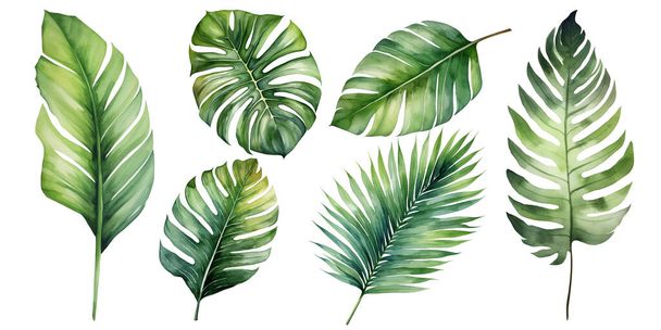 Plantas exóticas, hojas de palma, plantas tropicales establecen monstera sobre un fondo blanco aislado, acuarela - Vector, Imagen