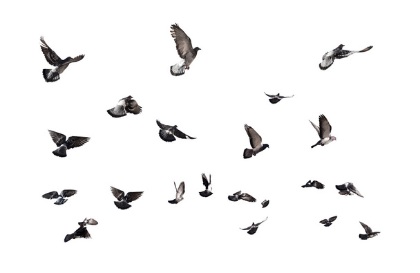 Pigeons volants
 - Photo, image