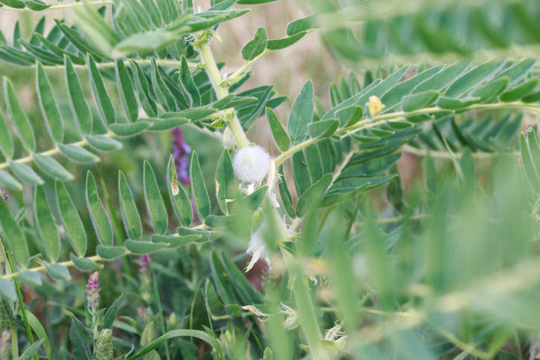 Astragalus aus nächster Nähe. Auch als Wicken, Ziegendorn oder Weinstock bezeichnet. Frühlingsgrüner Hintergrund. Wildpflanze. - Foto, Bild
