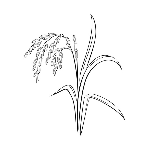 Esquema de espiguilla de arroz. Silueta blanca y negra de cereales. Ilustración vectorial del arroz con cáscara. - Vector, imagen