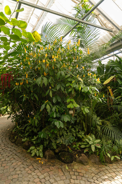 Mainau, Allemagne, 20 juillet 2023 Des plantes exotiques sont exposées dans une maison tropicale - Photo, image