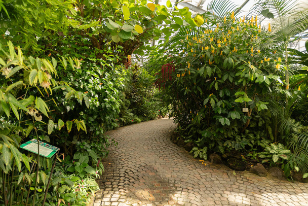 Mainau, Németország, 2023. július 20.Egzotikus növényeket állítanak ki egy trópusi házban - Fotó, kép