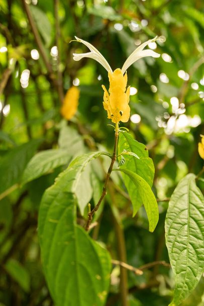 Mainau, 20. Juli 2023 Goldene Garnelenpflanze oder Pachystachys Lutea im Tropenhaus - Foto, Bild