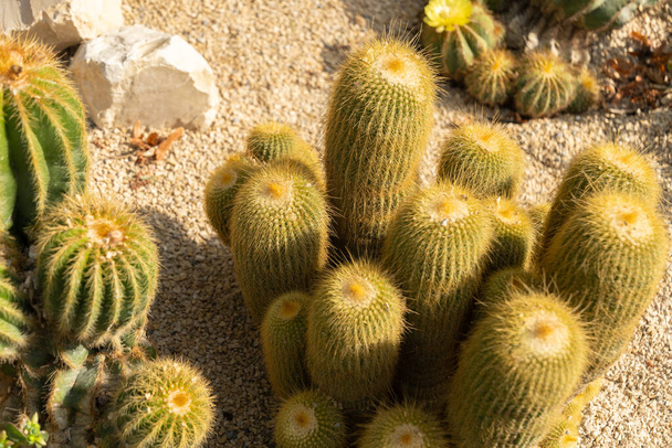 Mainau, Allemagne, 20 juillet 2023 Différentes variations de cactus sur un champ dans un beau parc - Photo, image