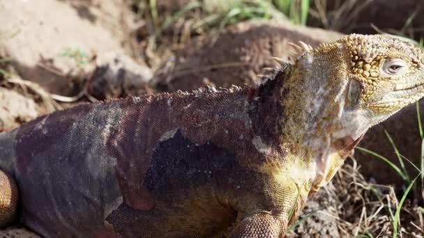 Sarı bir galapagos kara iguanasının yavaş çekim gücü, Drusenkopf veya Conolophus alt kriteri olarak da bilinir, Ekvador 'daki Galapagos adalarına özgüdür.. - Video, Çekim