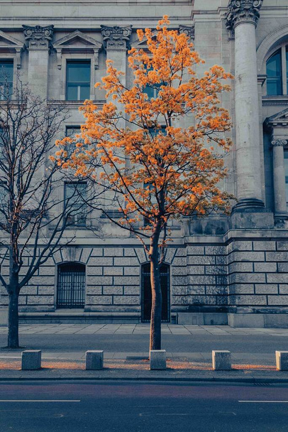 Piękne drzewo przed budynkiem w mieście. Berlin, Niemcy.  - Zdjęcie, obraz