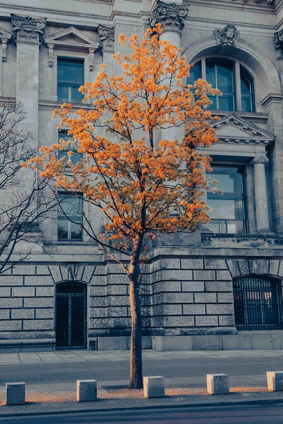 Hermoso árbol fuera de un edificio en la ciudad. Berlín, Alemania.  - Foto, imagen