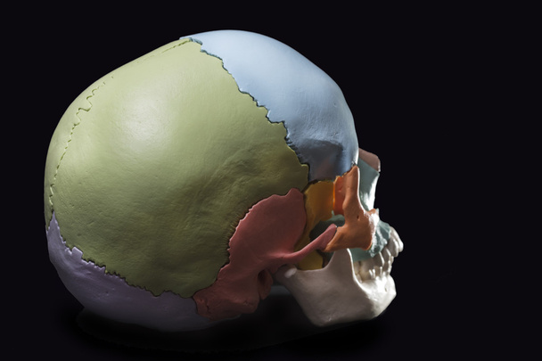 Модель черепа человека
 - Фото, изображение
