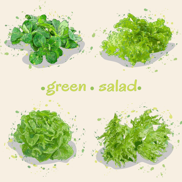 Grüner Salat - Vektor, Bild