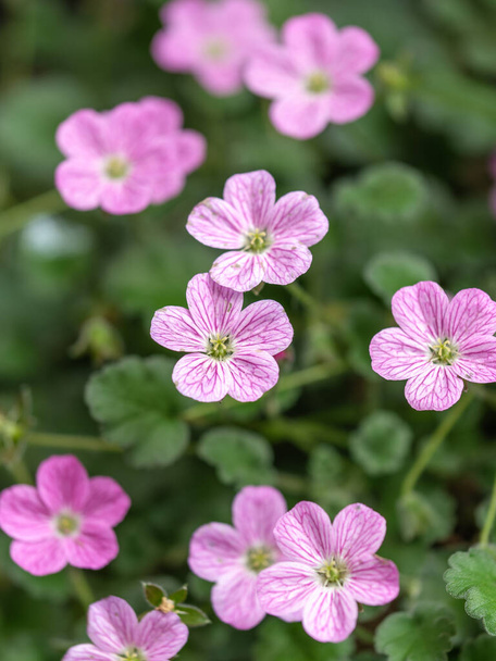 Beautiful macro of the small pink flowers of the Erodium plant. Erodium is a genus of flowering plants in the botanical family Geraniaceae, this is the cultivar Erodium variabile Bishops Form - Photo, Image