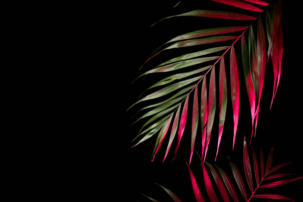 Neon tropische Blätter auf schwarzem Hintergrund - Foto, Bild