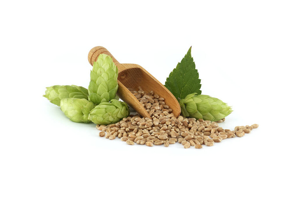 Κώνους πράσινου λυκίσκου και ξύλινες μπάλες γεμάτες με σπόρους που απομονώνονται σε λευκό φόντο, συστατικά ζυθοποιίας μπύρας - Φωτογραφία, εικόνα