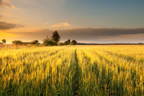Pôr do sol sobre o campo de grãos
 - Foto, Imagem