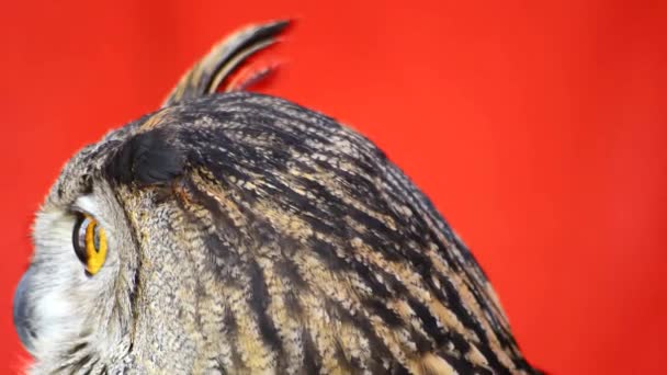 El búho águila euroasiático (Bubo bubo
) - Imágenes, Vídeo