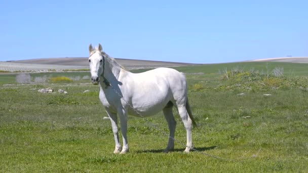 Witte paard op het platteland - Video