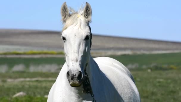 Biały koń na wsi - Materiał filmowy, wideo