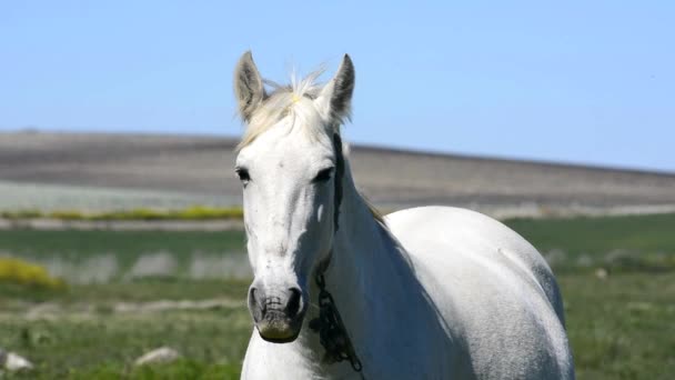 Witte paard op het platteland - Video