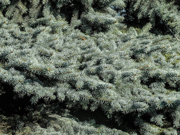 Colorado Blue Spruce puu Romaniassa. Picea pungens - Valokuva, kuva
