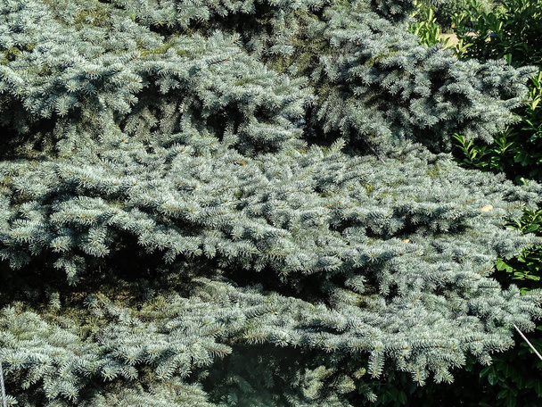 Colorado Blue Spruce tree in Romania. Picea pungens - Foto, imagen