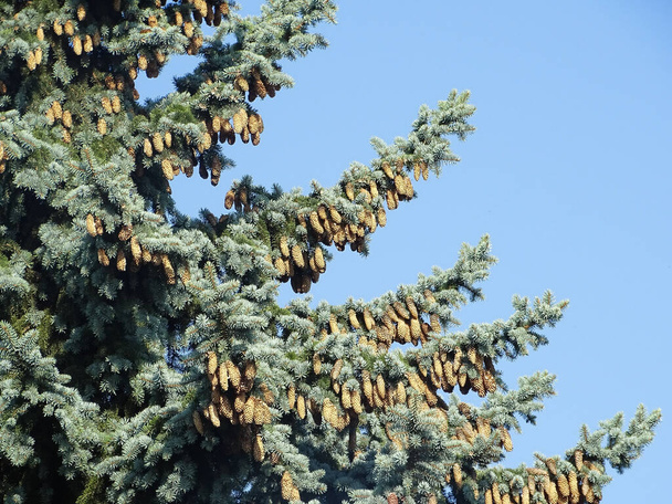 Colorado Blue Spruce puu Romaniassa. Picea pungens - Valokuva, kuva