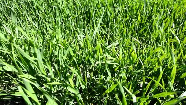 Campo de trigo verde creciendo
 - Metraje, vídeo