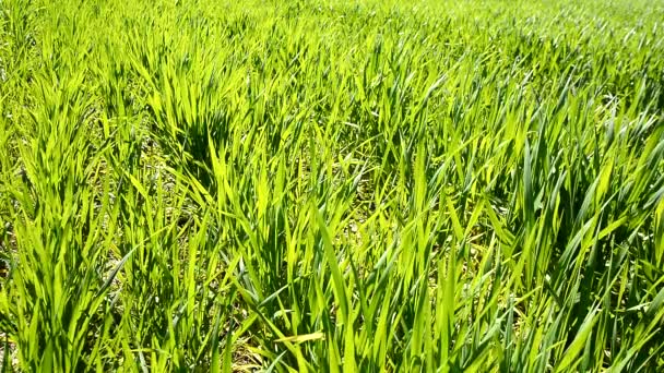 Zelený pšeničné pole roste - Záběry, video