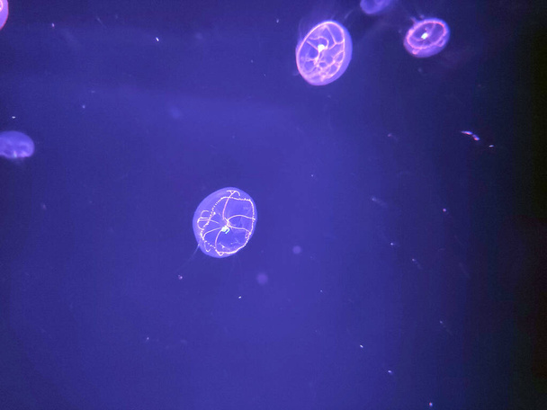 Big blue jellyfish macro view background, marine photography, sea nature beautiful creatures - Photo, Image