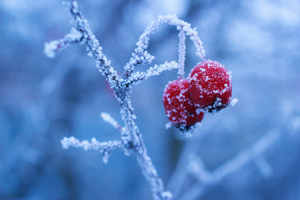 Winter frozen berries of hawthorn on branch with ice frost - Photo, Image