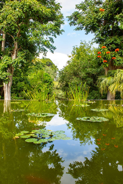 Spokojny staw ozdobiony kwitnącymi liliami wodnymi, położony pośród bujnej zieleni Jardin Botanico w Puerto de la Cruz, Teneryfa. - Zdjęcie, obraz