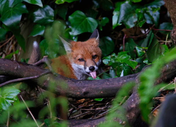 Raposa filhotes explorando o jardim - Foto, Imagem
