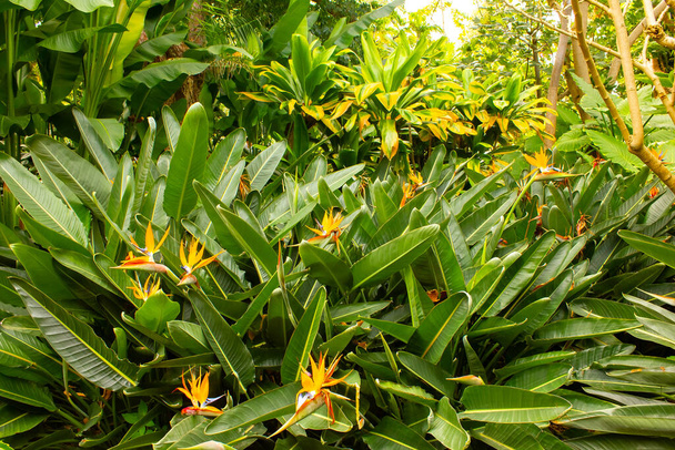 La vibrante Strelitzia Reginae, también conocida como la flor Ave del Paraíso, muestra su forma única y colores brillantes como un espécimen sobresaliente en Jardín Botánico, Puerto de la Cruz, Tenerife, Canarias - Foto, imagen
