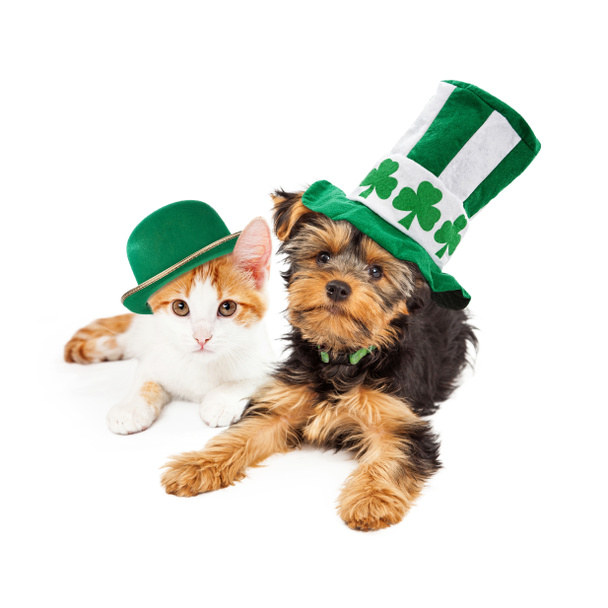 St Patricks Günü köpek ve kedi yavrusu - Fotoğraf, Görsel