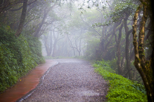 Forest trails in the Yangmingshan Mountains in the outskirts of Taipei - Photo, Image