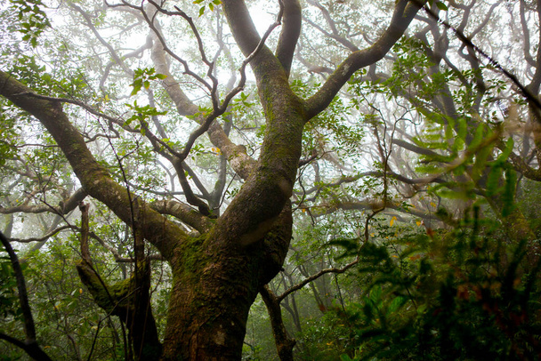 Lesní stezky v horách Taipei jsou zastíněny zelenými stromy a vzduch je čerstvý - Fotografie, Obrázek