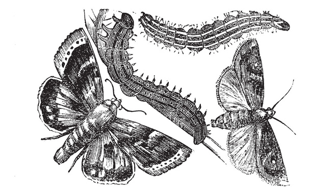 Owlet moth or Noctuidae vintage engraving - Vector, Image