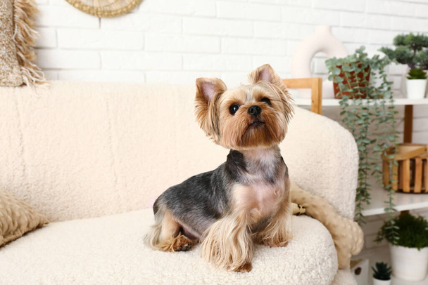 Χαριτωμένο μικρό Γιορκσάιρ τεριέ σκυλί κάθεται στον καναπέ στο σαλόνι - Φωτογραφία, εικόνα