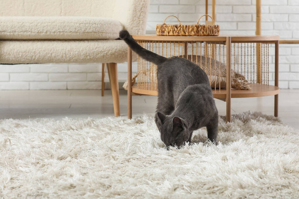 Roztomilý britský kočka na koberci v obývacím pokoji doma - Fotografie, Obrázek