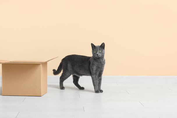 Aranyos Brit macska -val doboz -on padló mellett bézs fal - Fotó, kép