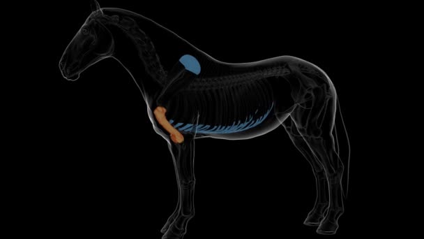 humerus kemik at iskelet anatomisi tıbbi konsept 3 boyutlu animasyon için - Video, Çekim
