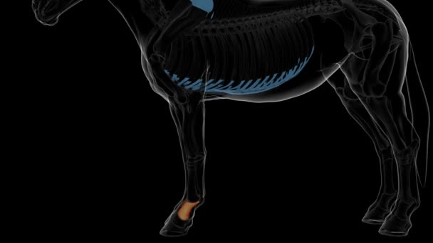  Anatomía larga del esqueleto del caballo del hueso del pastern para la animación del concepto médico 3D - Imágenes, Vídeo