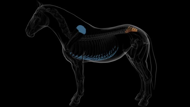 vértebras sacrais osso cavalo esqueleto anatomia para conceito médico animação 3D - Filmagem, Vídeo