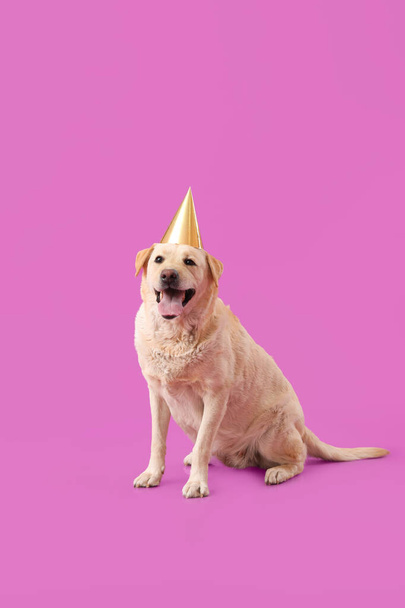 Mignon chien Labrador en chapeau de fête assis sur fond violet - Photo, image