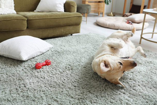 Cute Labrador dog with pet toy lying on carpet in living room - Fotoğraf, Görsel