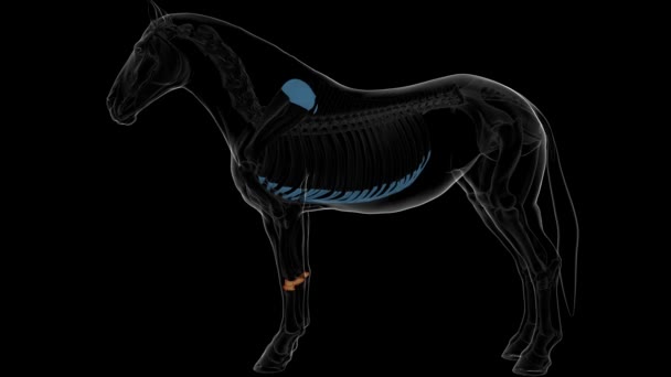 hueso carpiano esqueleto anatomía para el concepto médico animación 3D - Imágenes, Vídeo