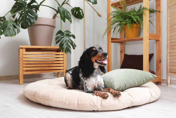 Cute cocker spaniel dog lying in pet bed at living room - Photo, Image