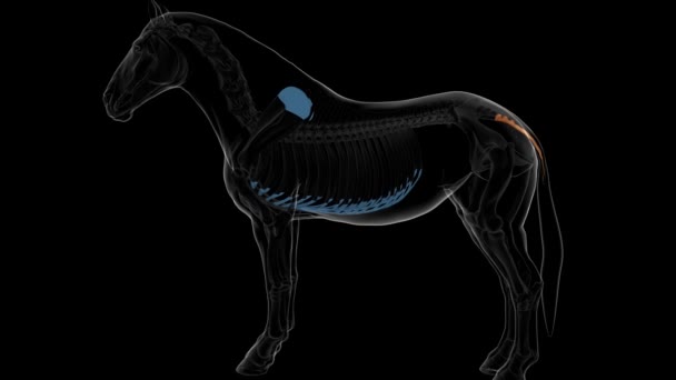 Vértebras caudales esqueleto óseo anatomía para el concepto médico animación 3D - Imágenes, Vídeo