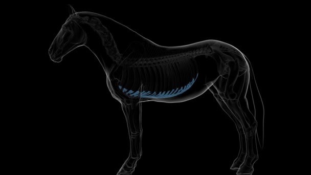 cartílago costal esqueleto de caballo anatomía para el concepto médico animación 3D - Imágenes, Vídeo