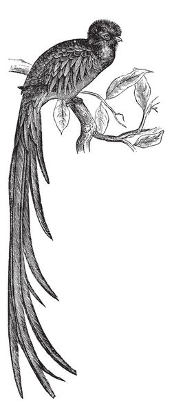Resplandeciente grabado vintage Quetzal o Pharomachrus mocinno
 - Vector, imagen