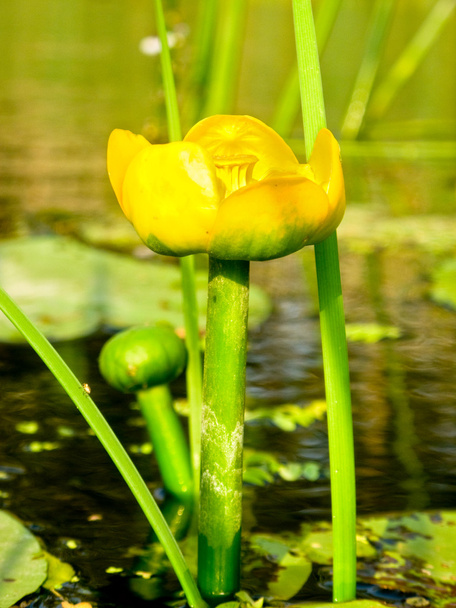 жовті лілії
 - Фото, зображення